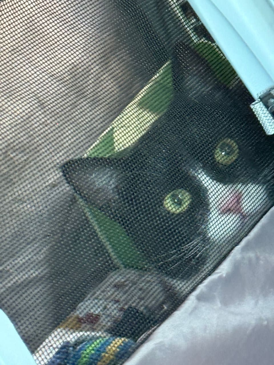 Pet travel photo 2