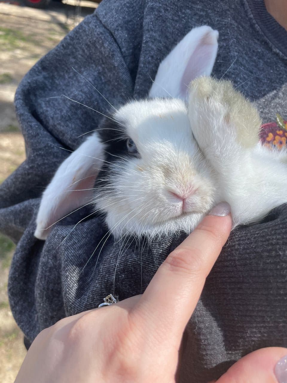 Pet travel photo 2