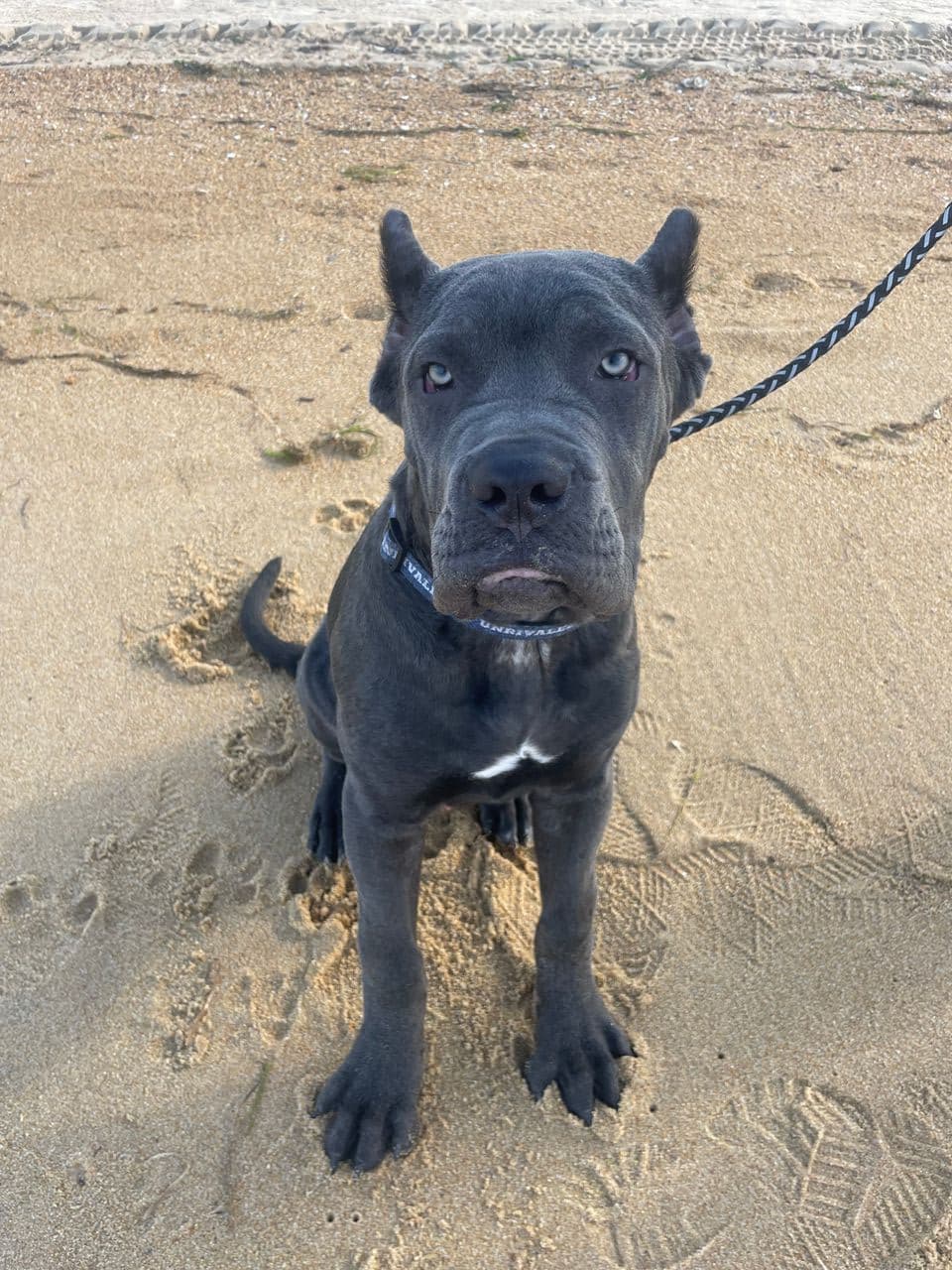 Pet travel photo 2