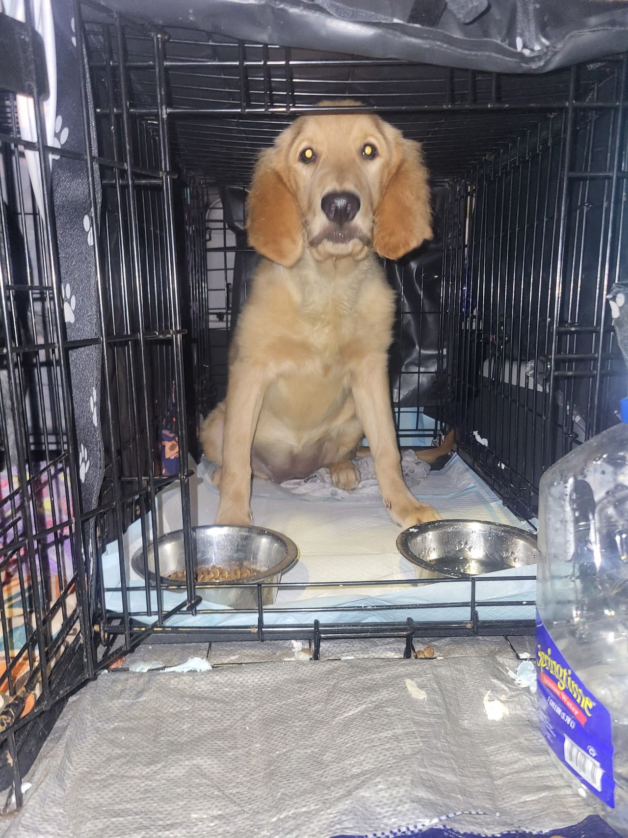 Pet travel photo 4