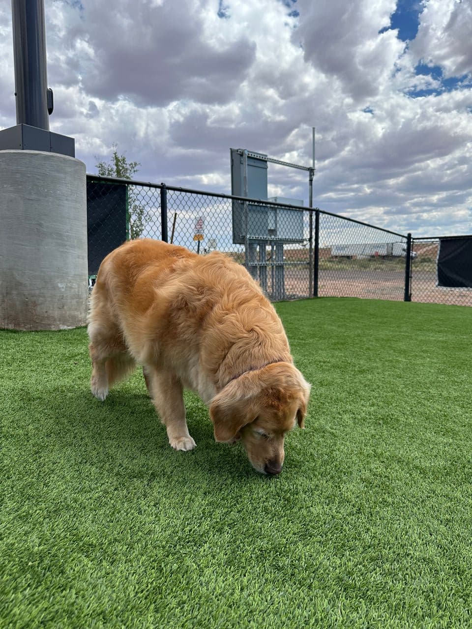 Pet travel photo 4