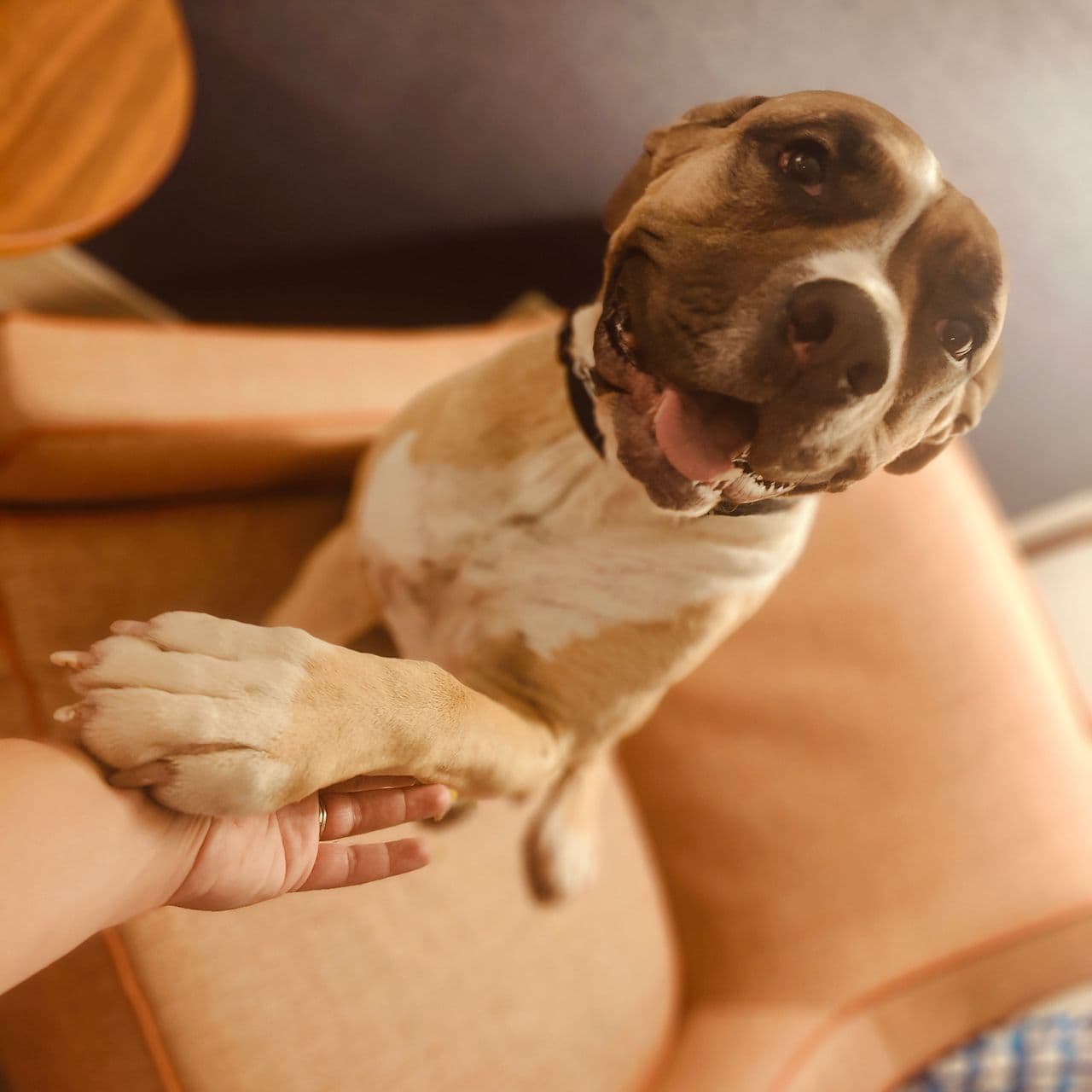 Pet travel photo 6