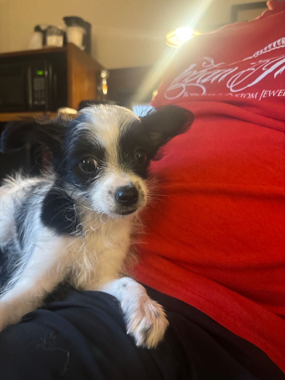 Pet travel photo 1