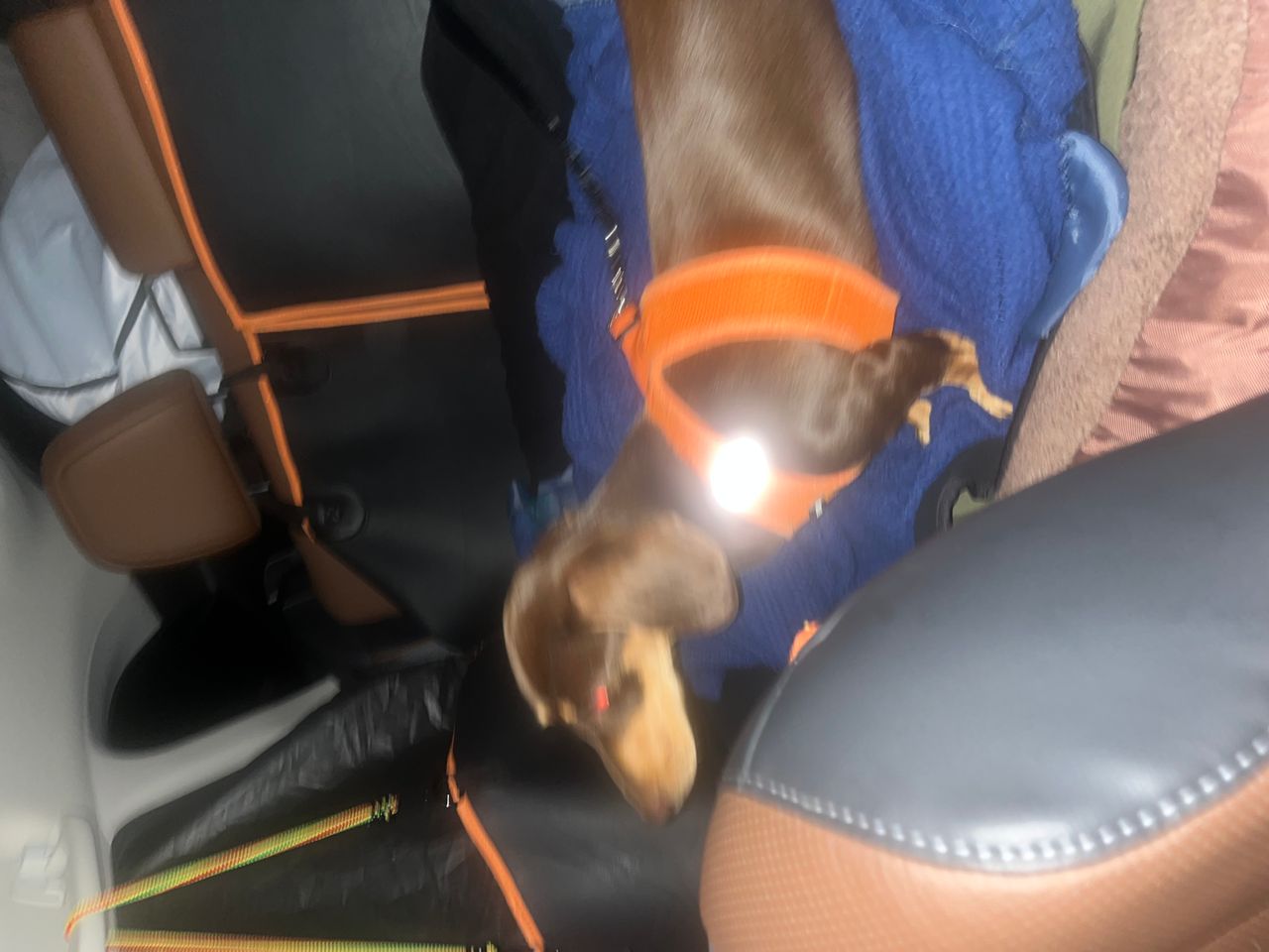 Pet travel photo 4