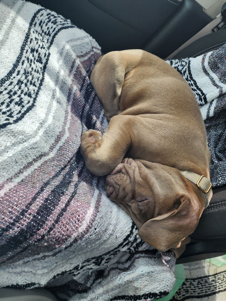 Pet travel photo 5