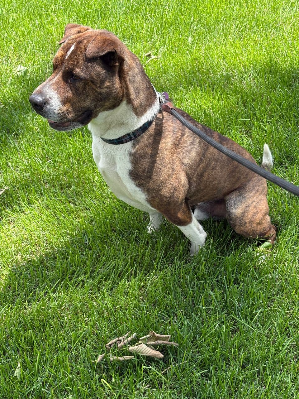 Pet travel photo 5