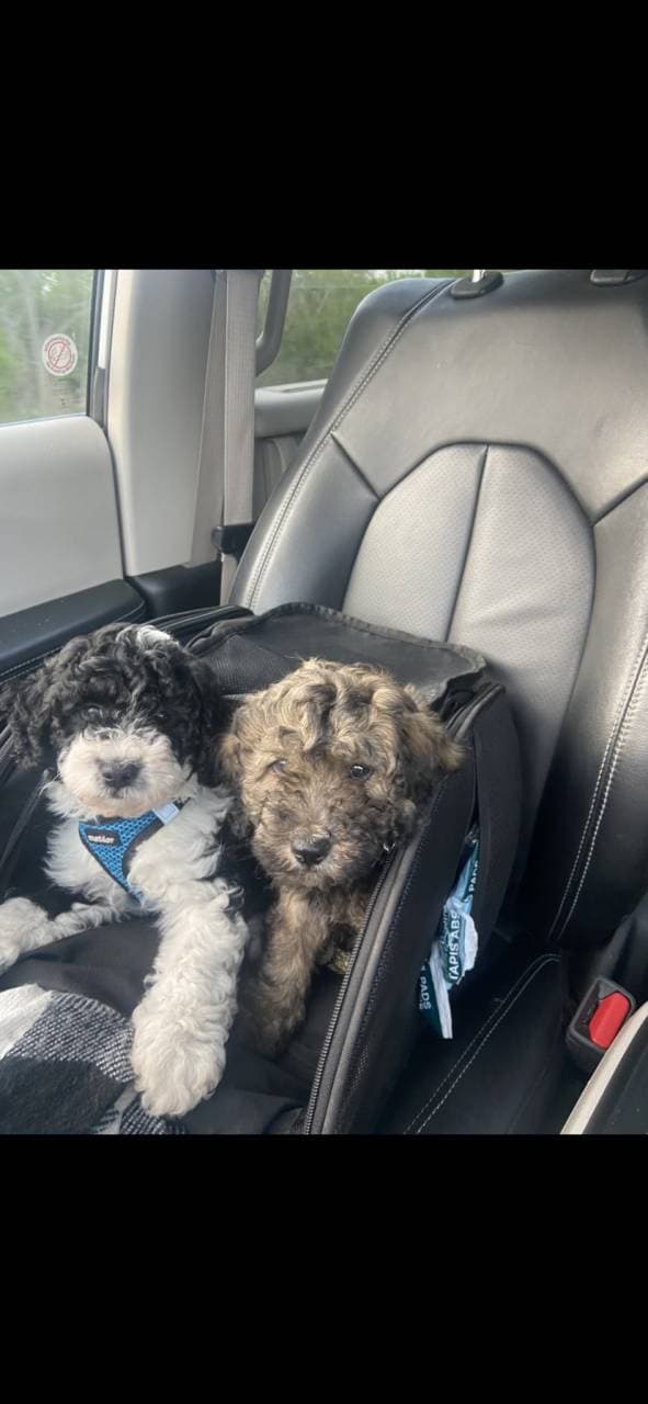 Pet travel photo 5
