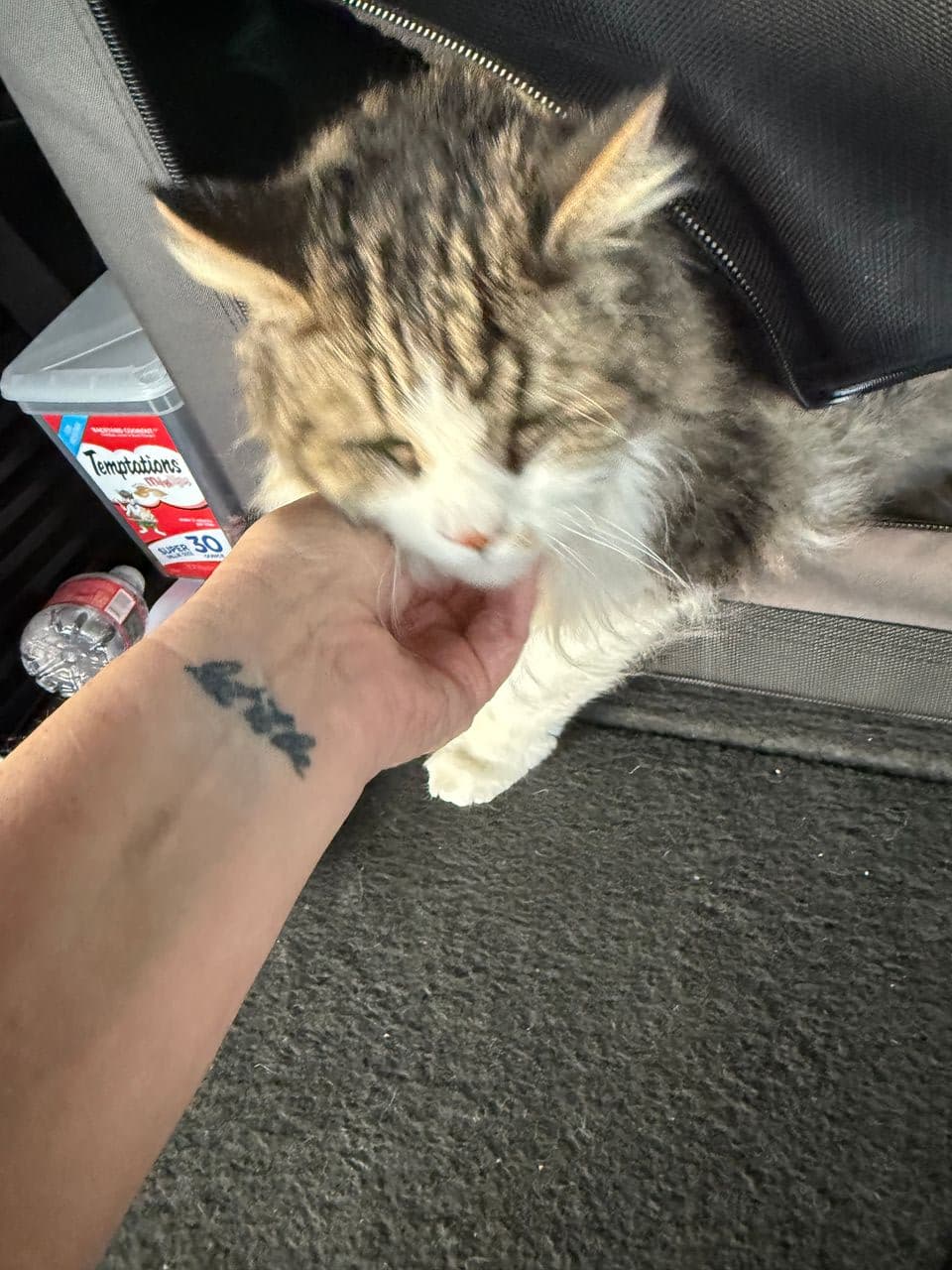 Pet travel photo 3