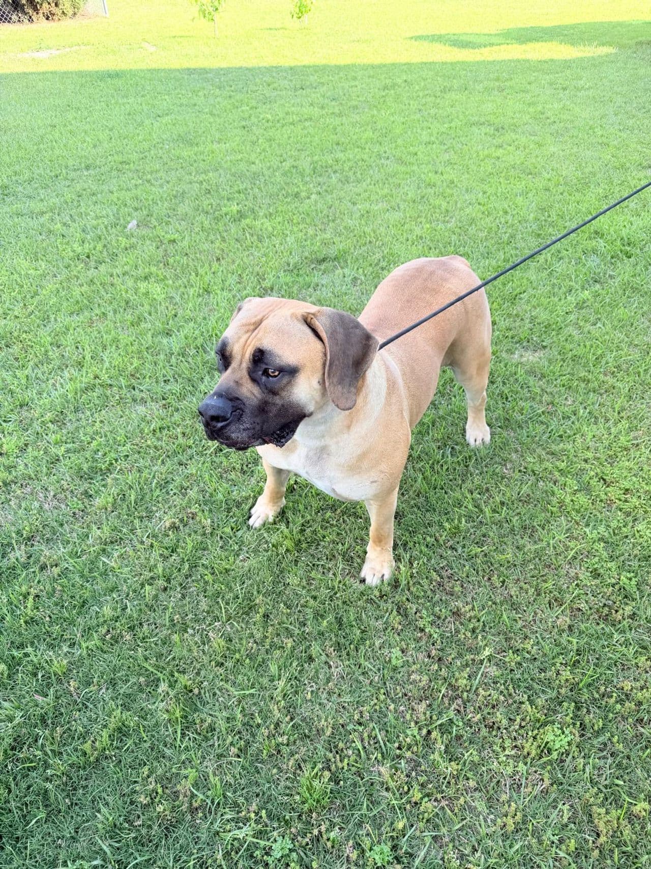 Pet travel photo 3