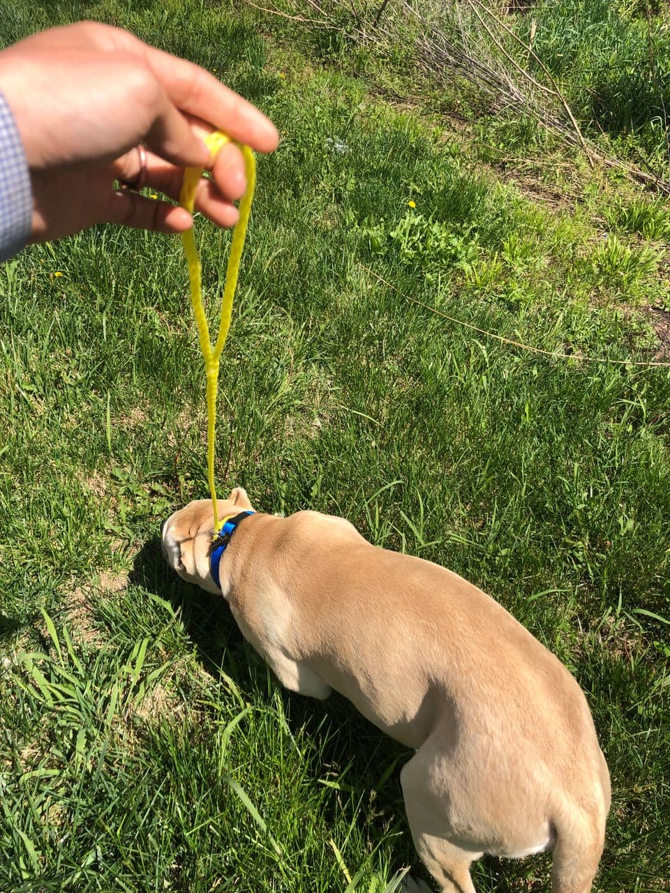 Pet travel photo 1