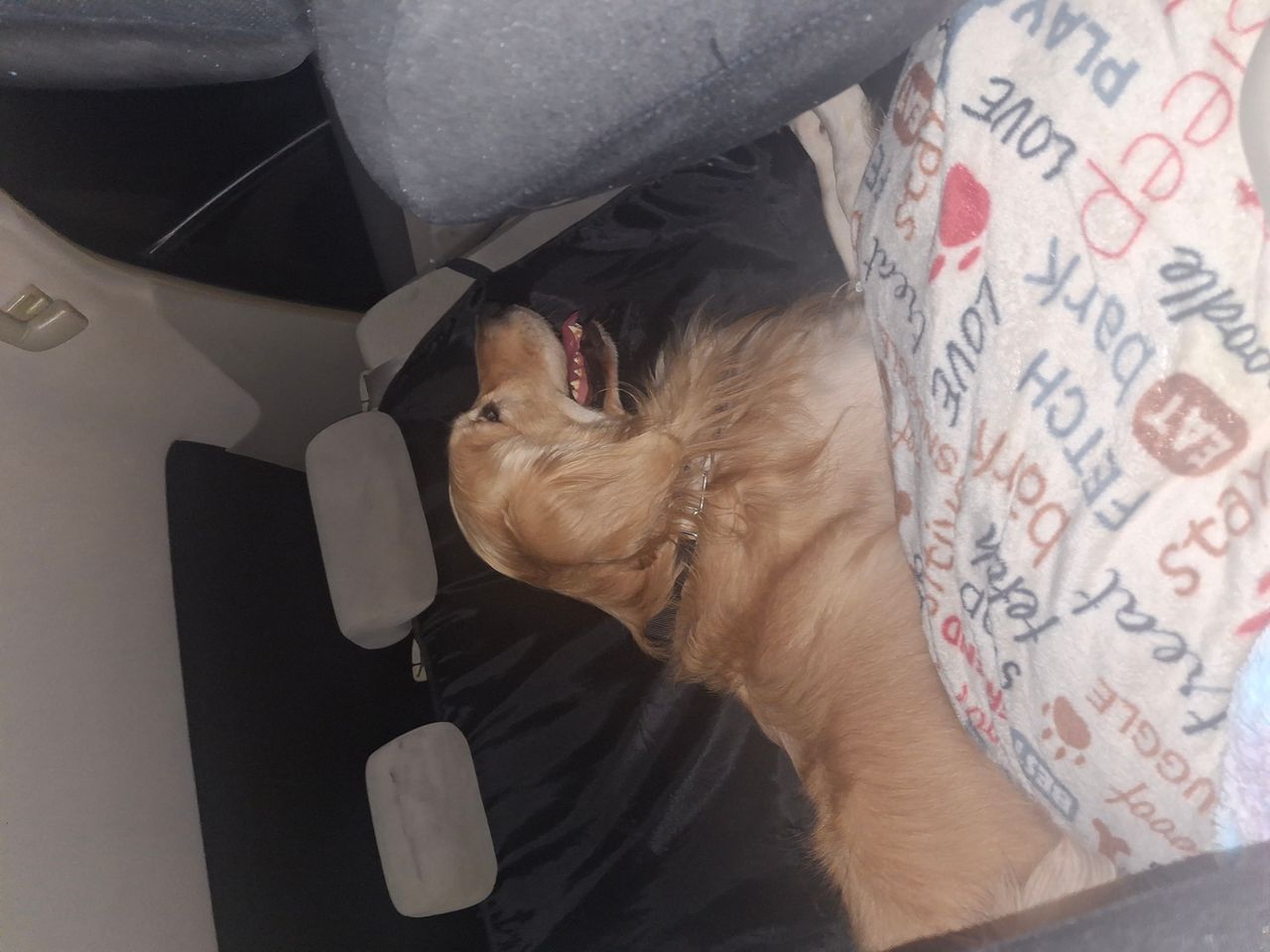 Pet travel photo 4