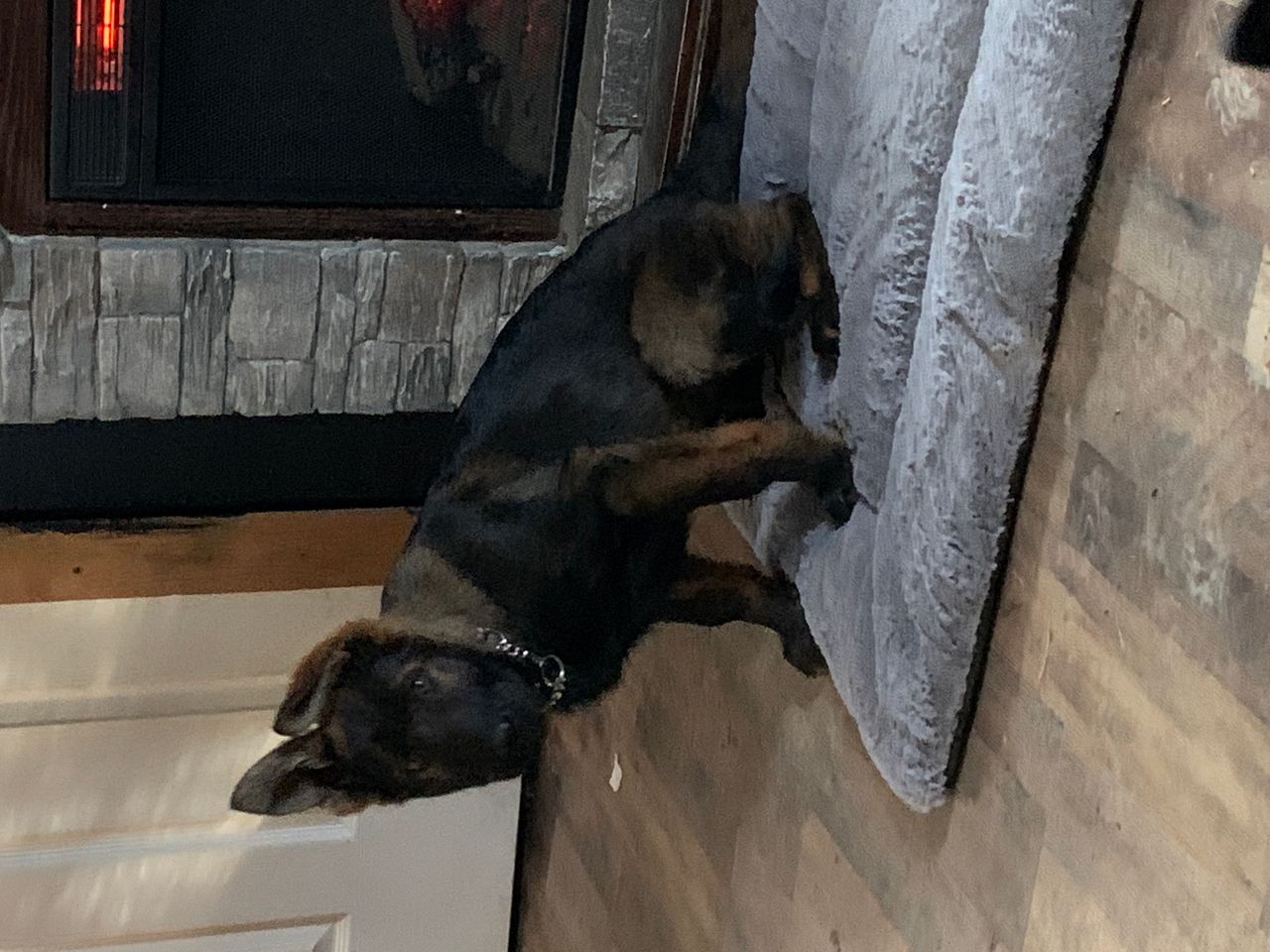 Pet travel photo 6