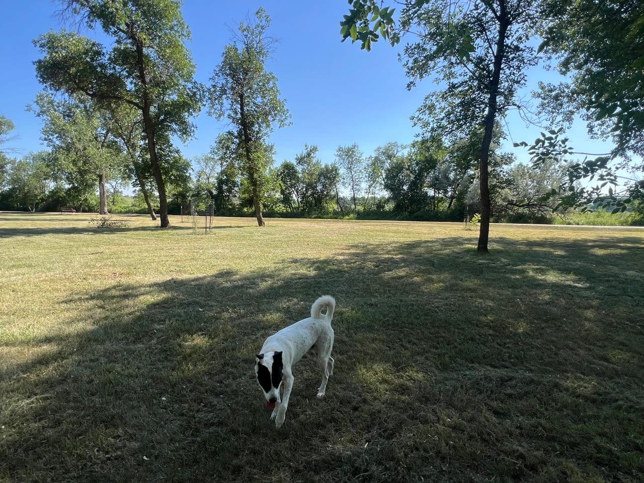Pet travel photo 4
