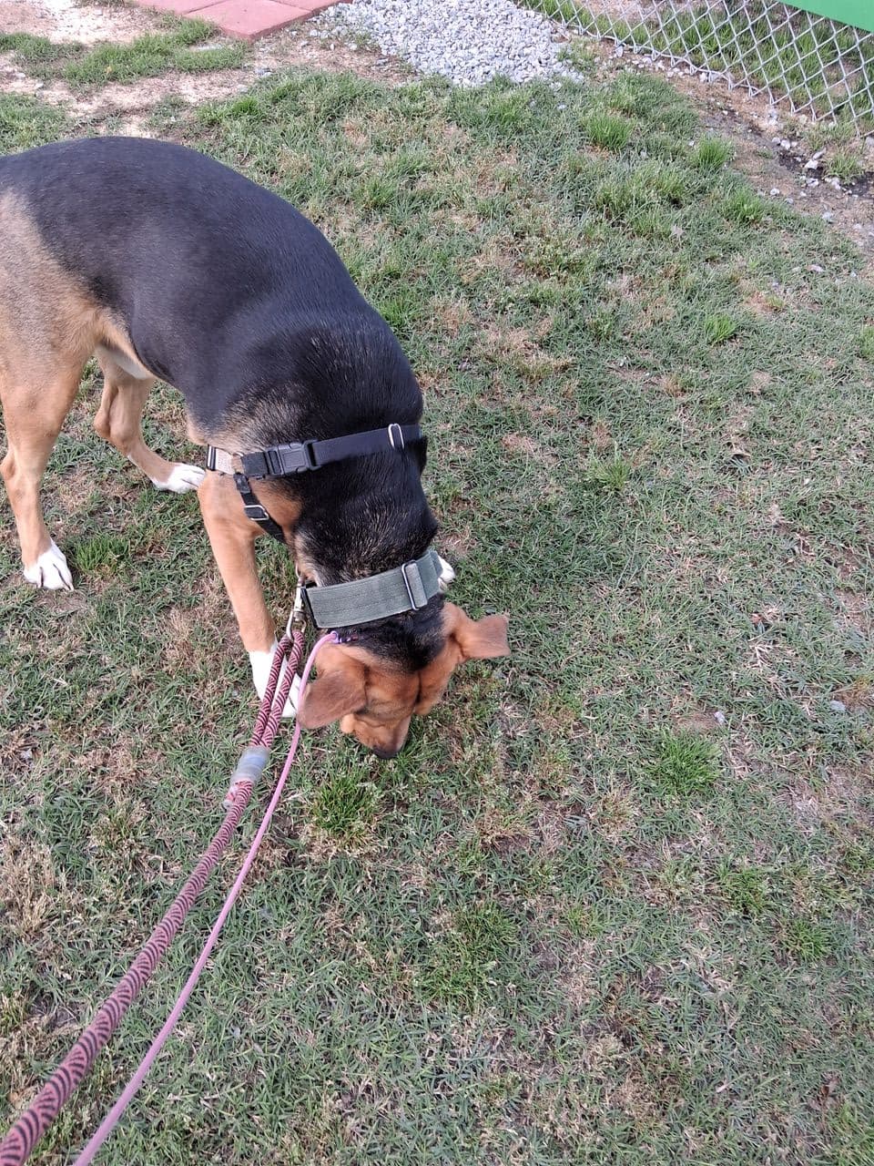 Pet travel photo 1