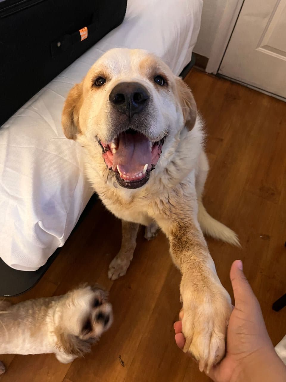 Pet travel photo 5