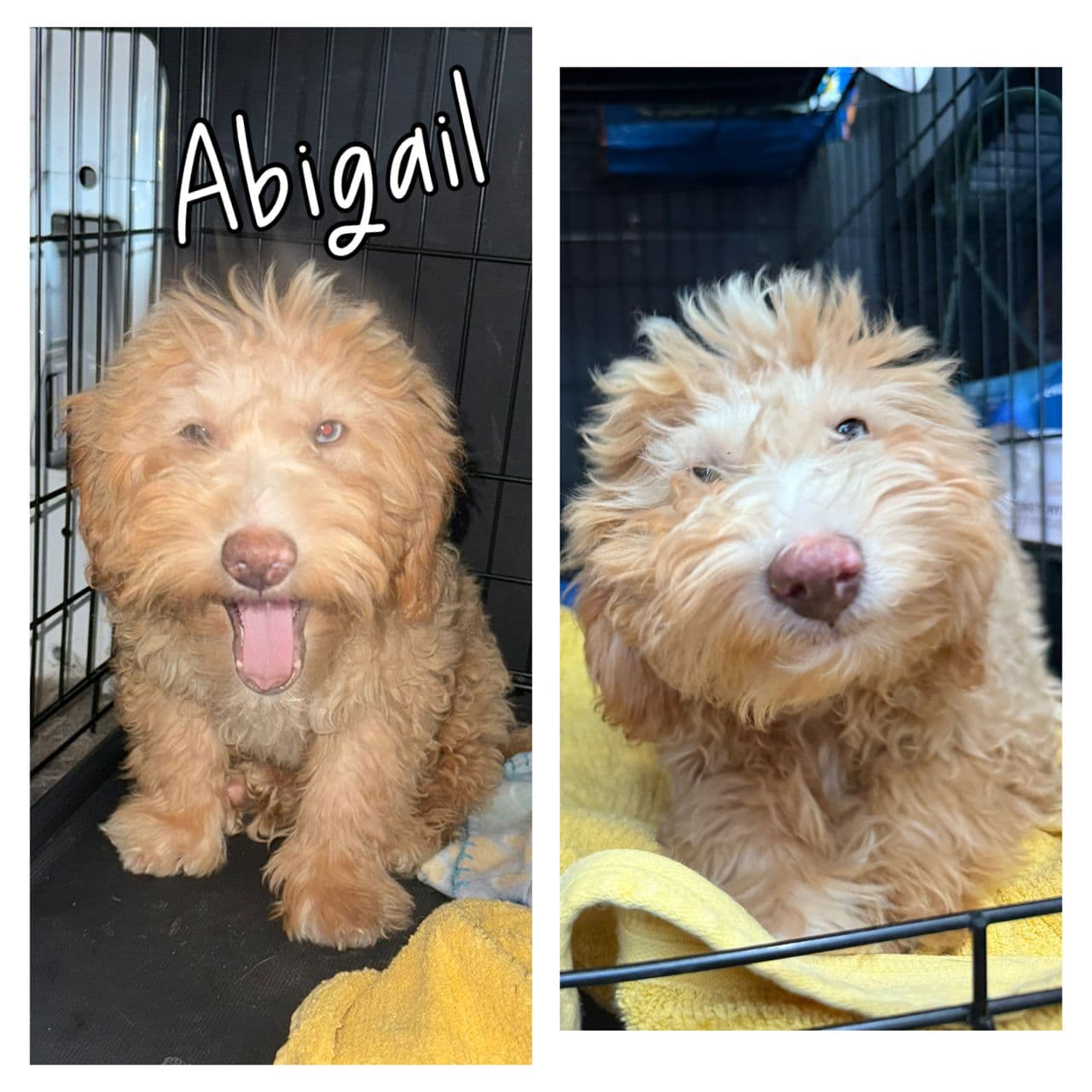 Pet travel photo 6