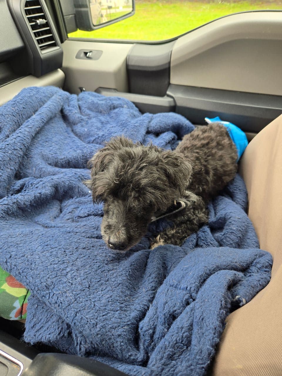 Pet travel photo 6