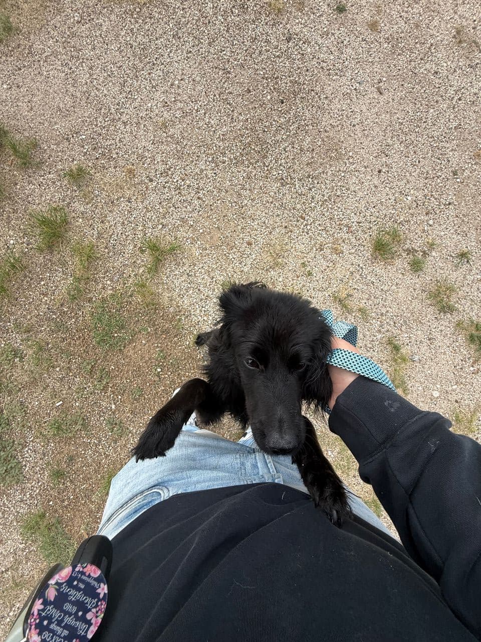 Pet travel photo 5