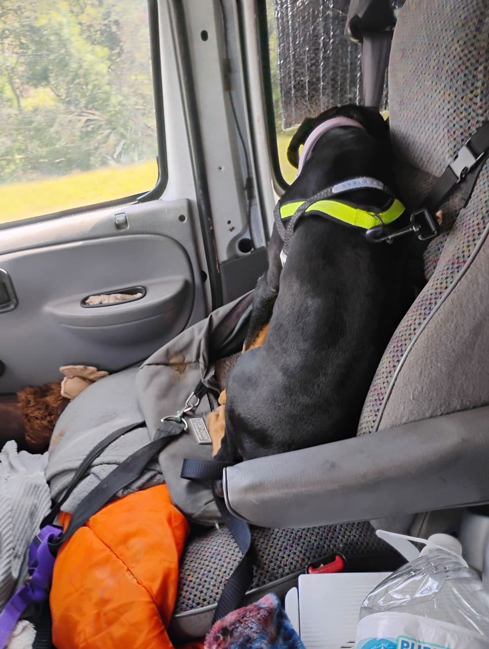 Pet travel photo 4