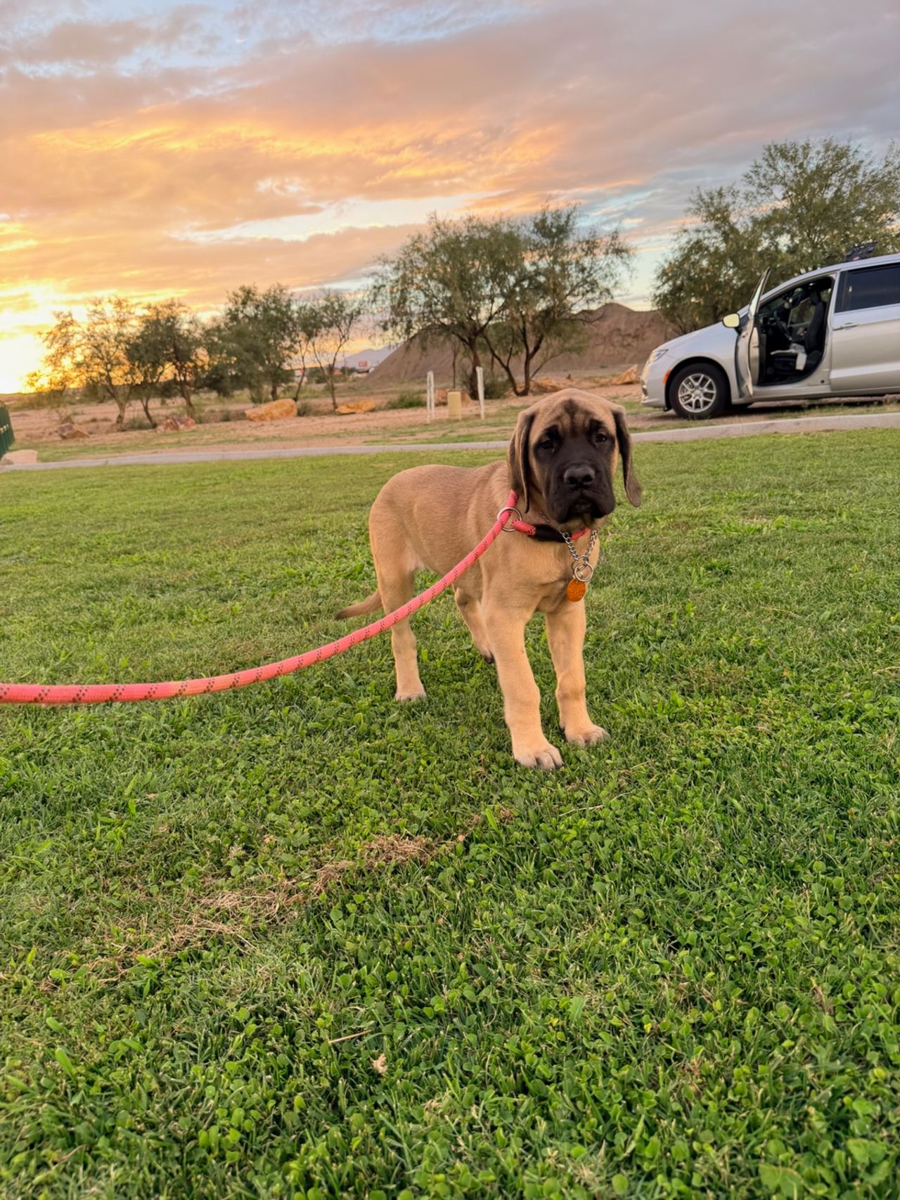 Pet travel photo 5