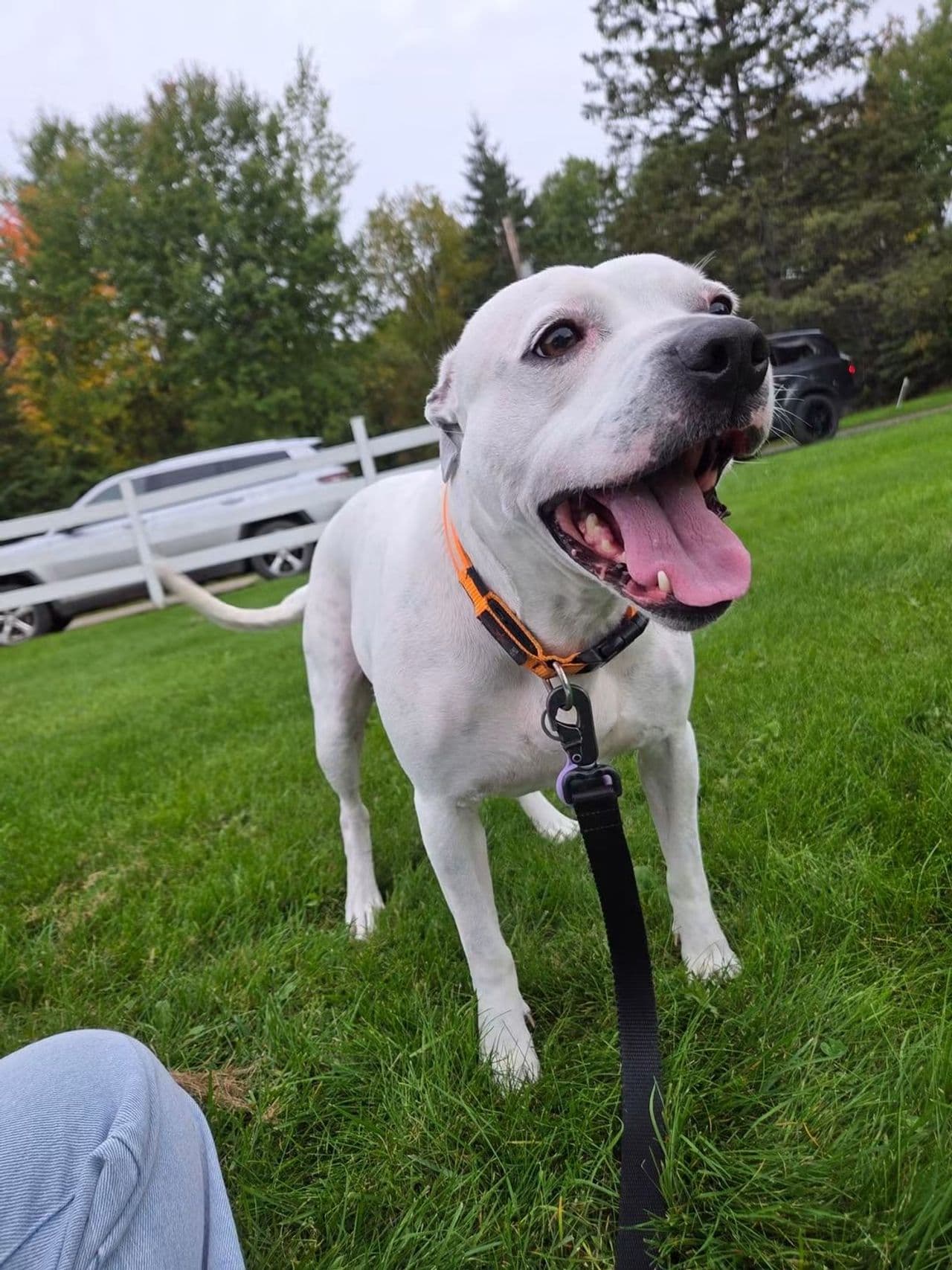 Pet travel photo 2