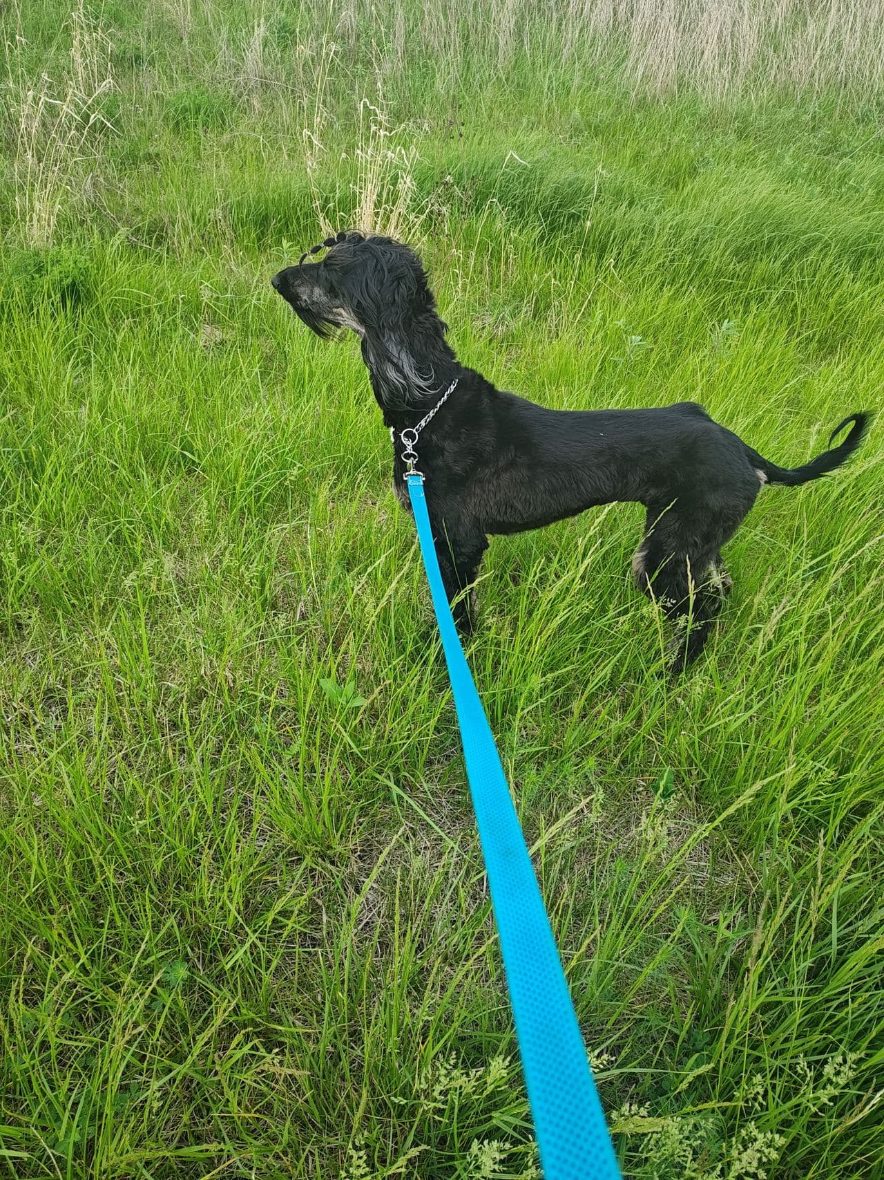 Pet travel photo 2