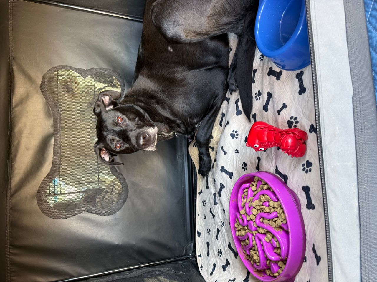 Pet travel photo 4