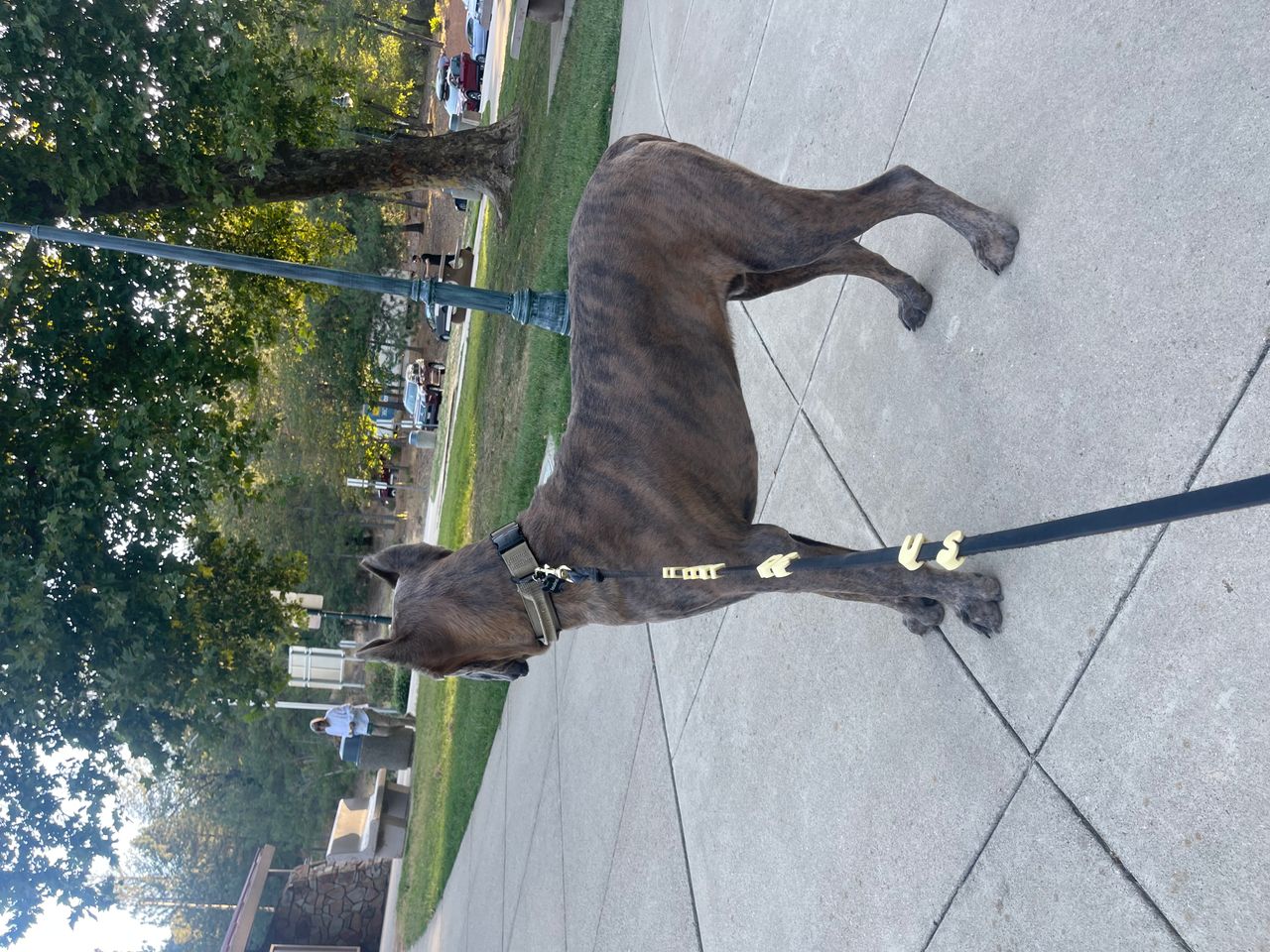 Pet travel photo 2