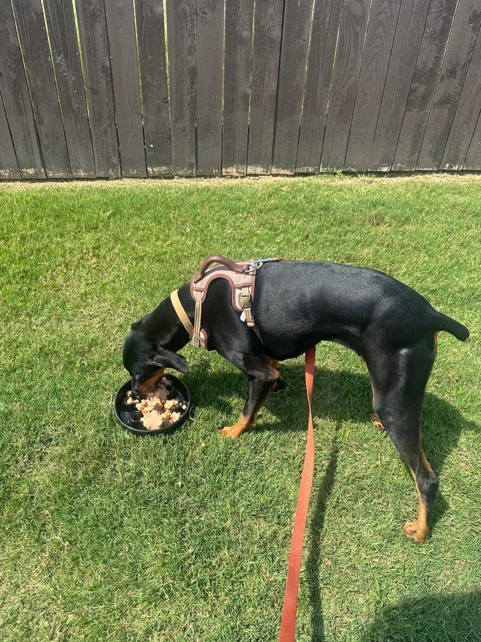 Pet travel photo 3