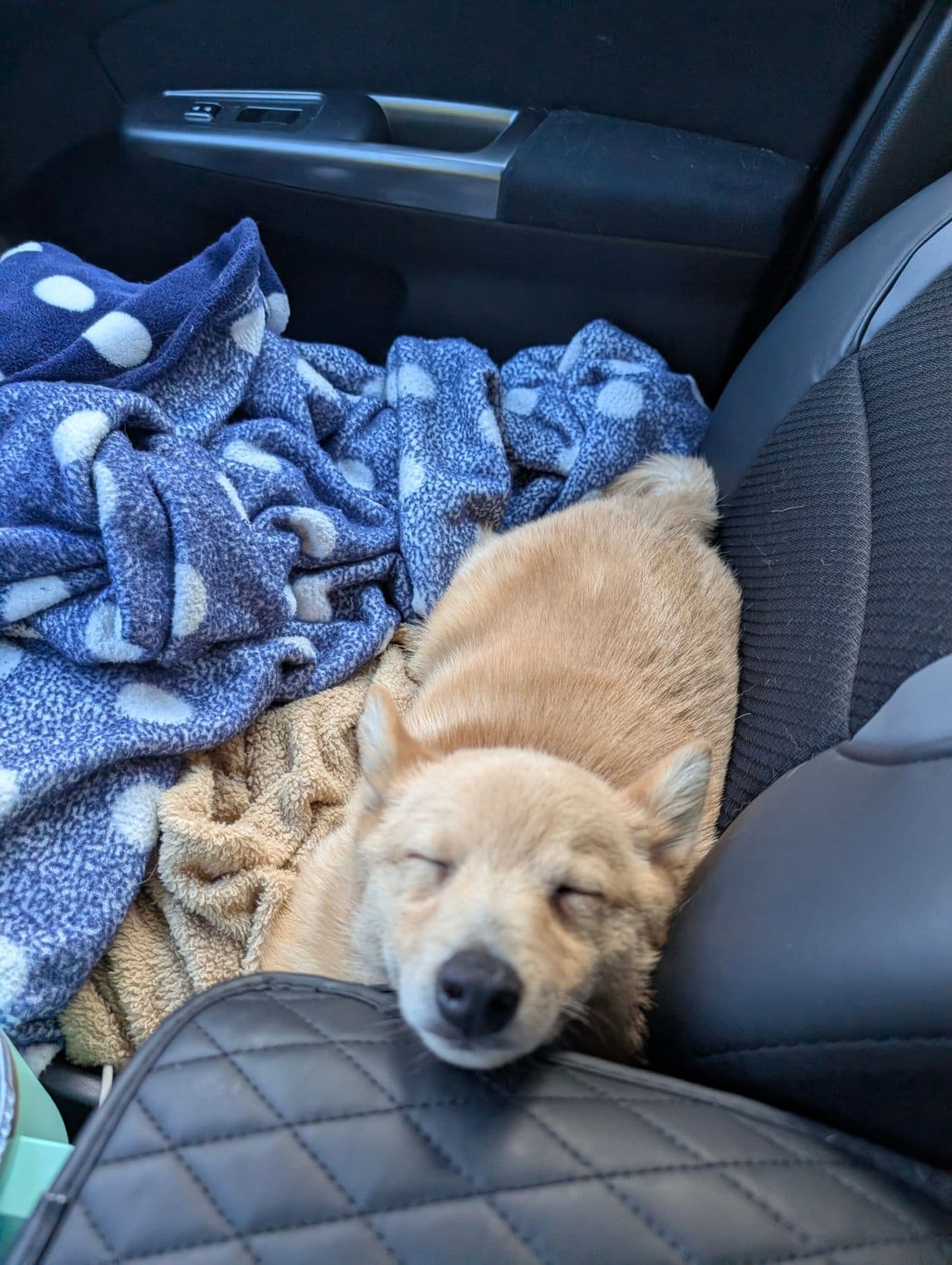 Pet travel photo 4