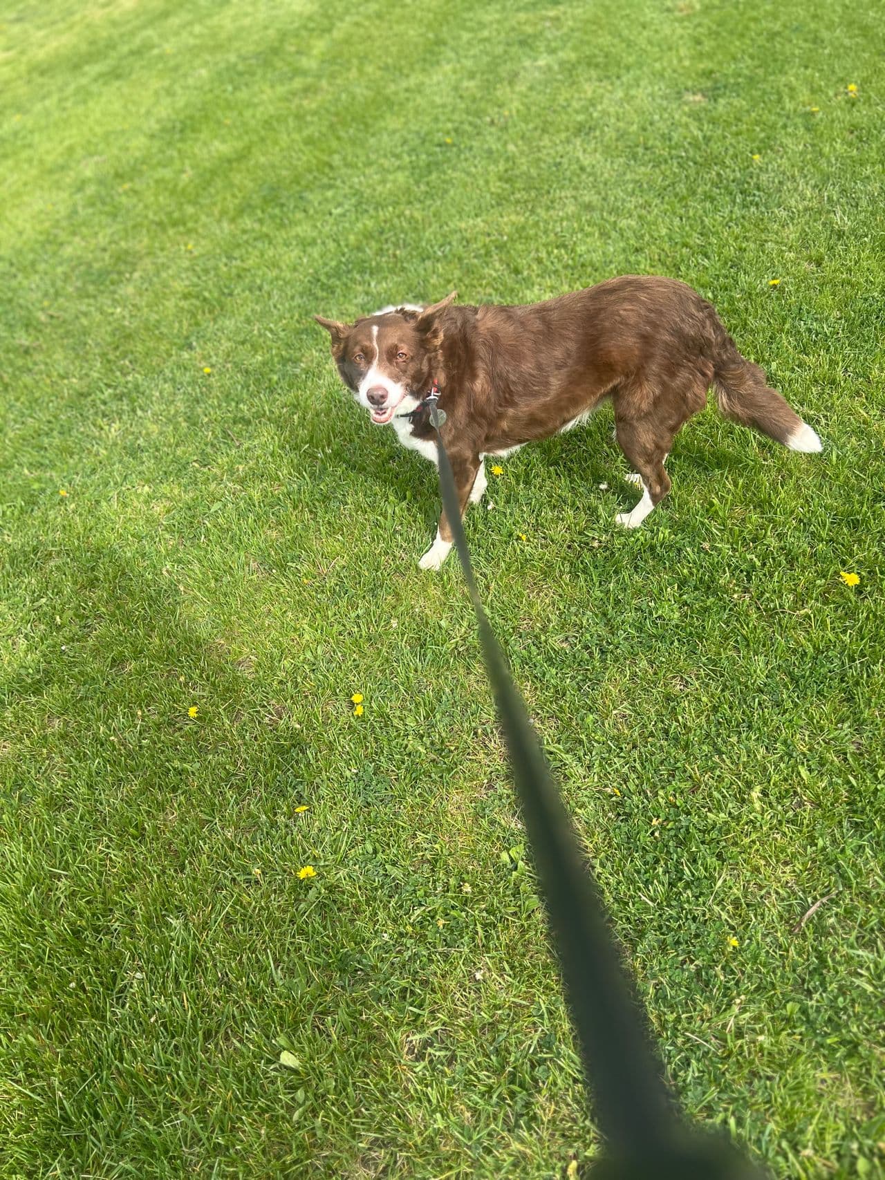 Pet travel photo 1