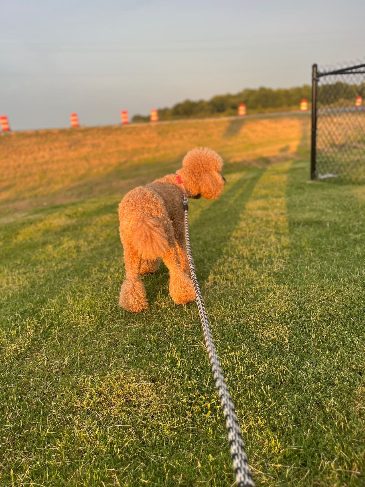 Pet travel photo 5