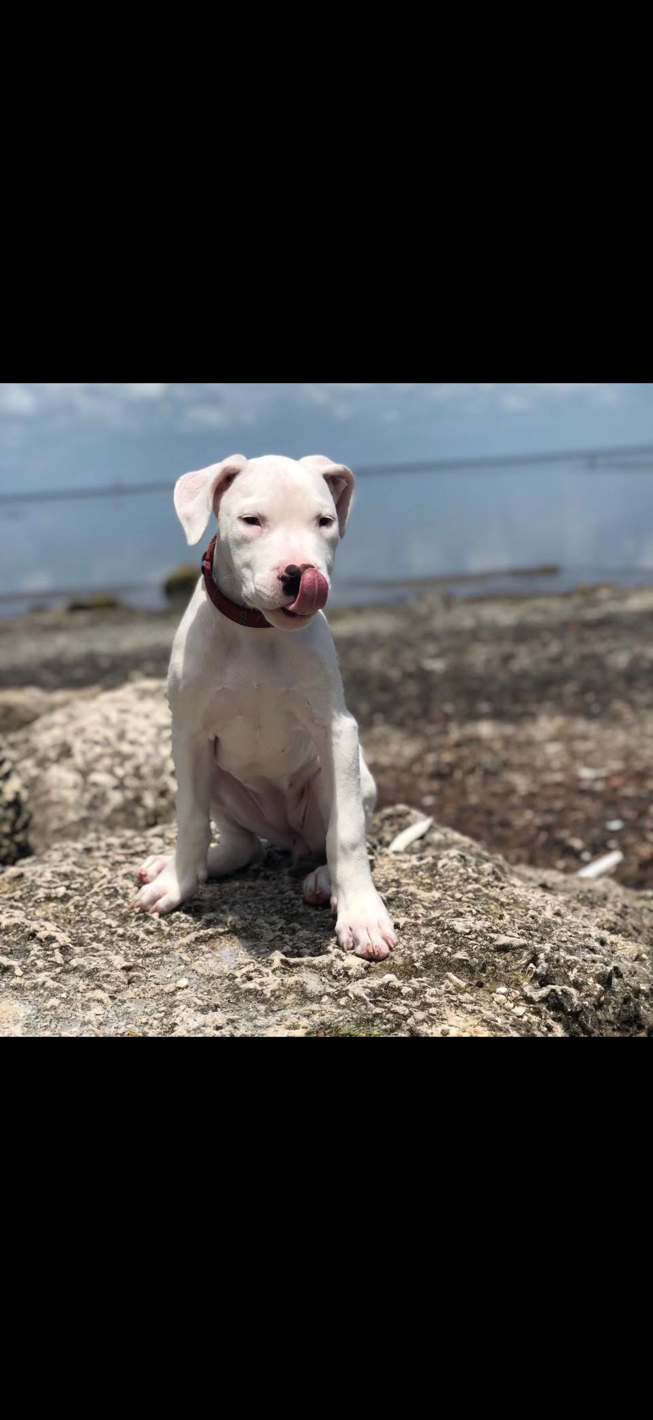 Pet travel photo 3
