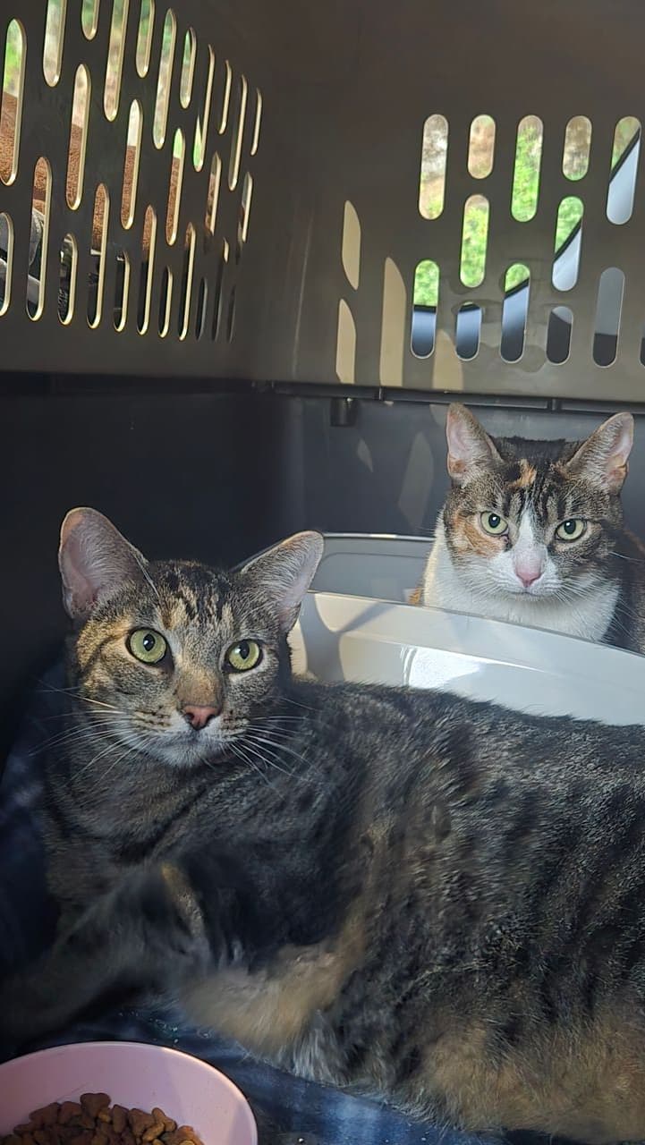 Pet travel photo 1