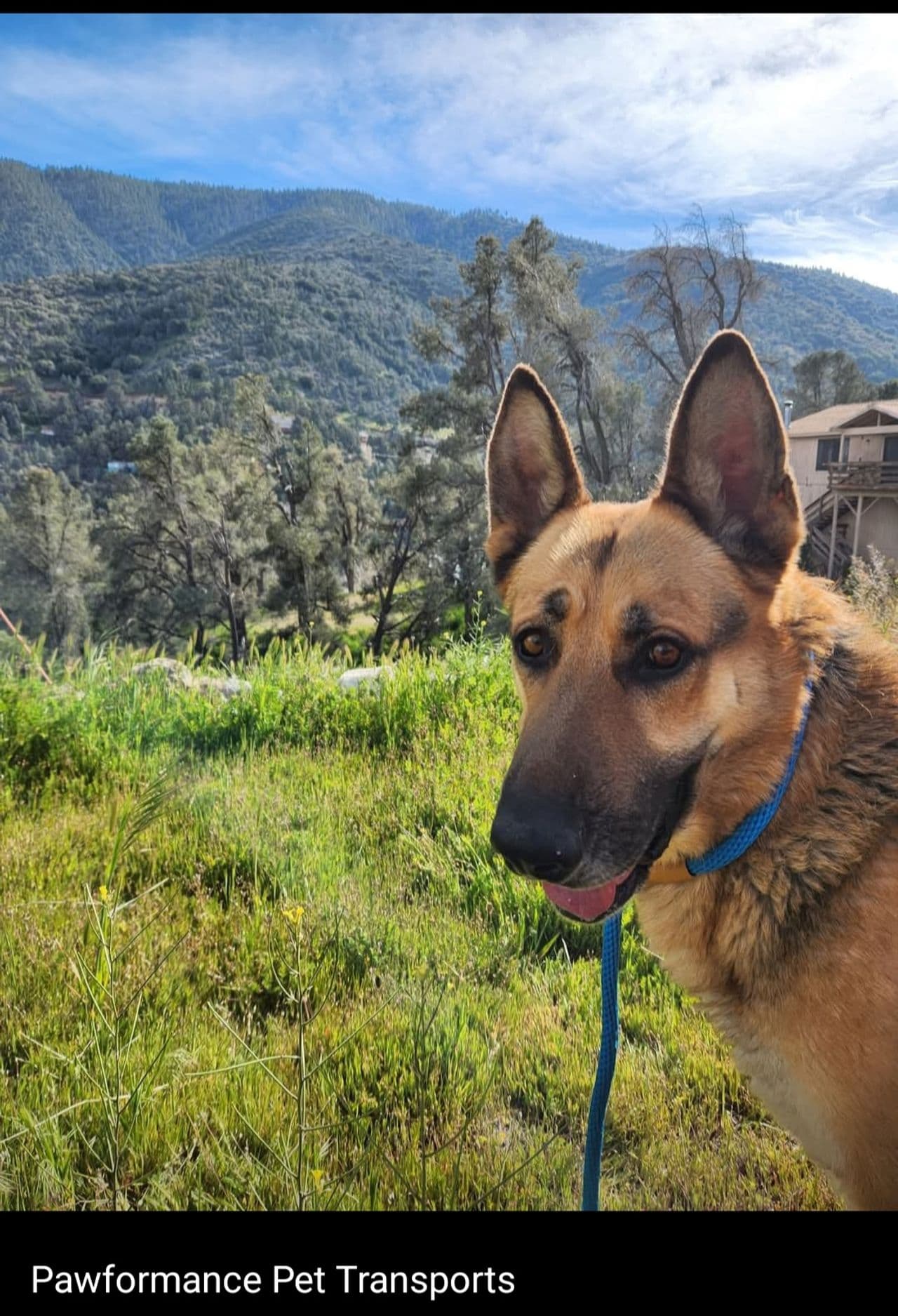 Pet travel photo 1