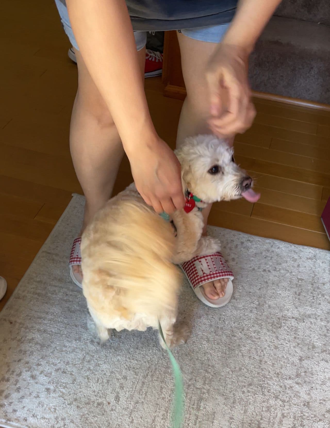 Pet travel photo 1