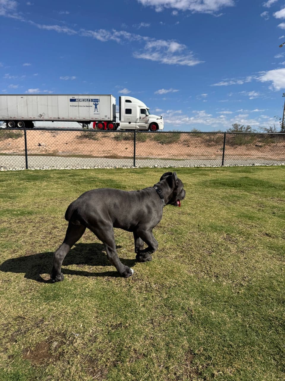 Pet travel photo 1