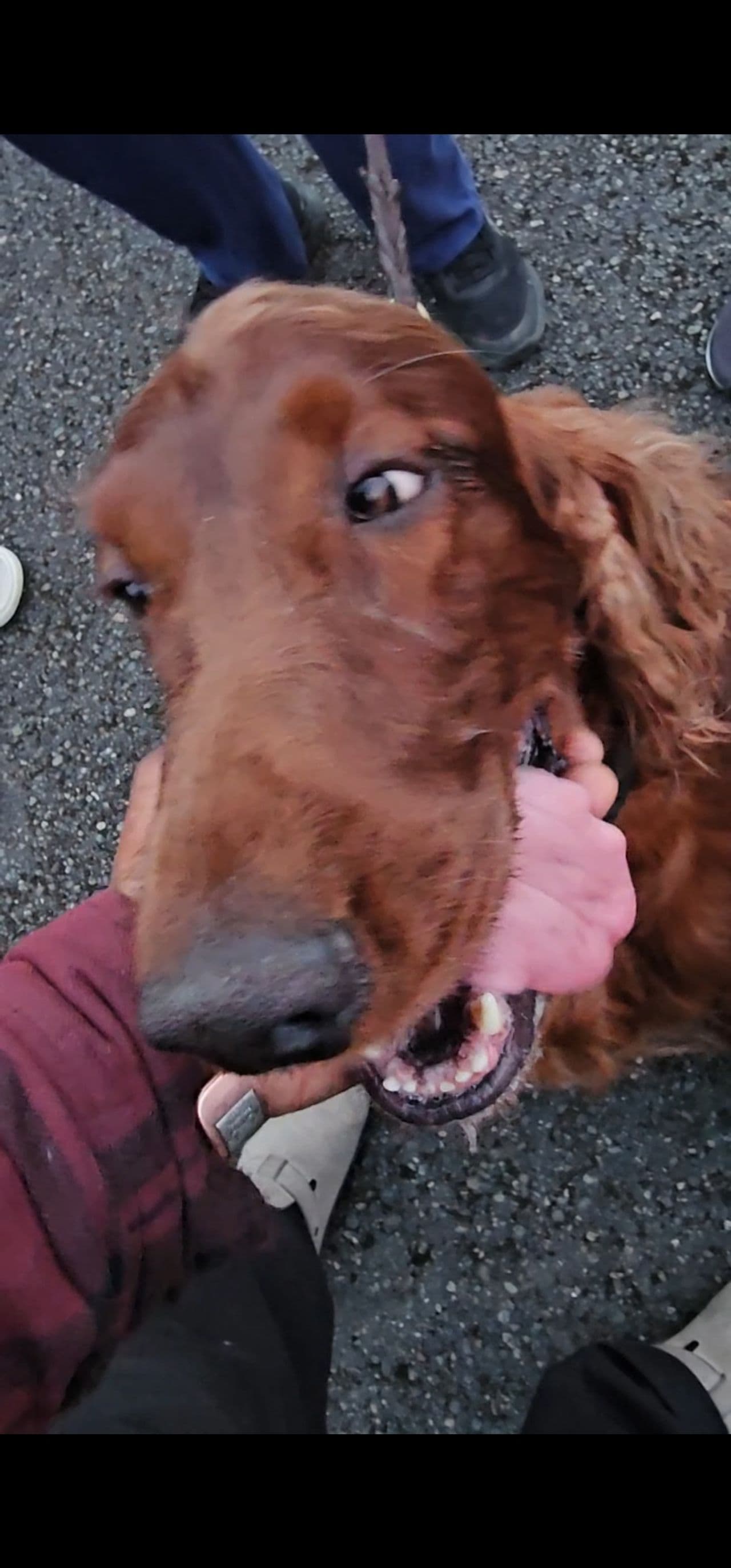Pet travel photo 3