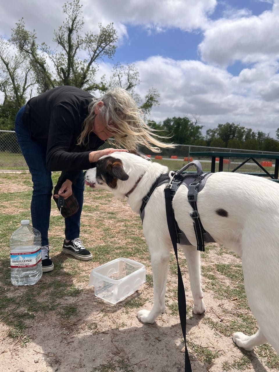 Pet travel photo 2