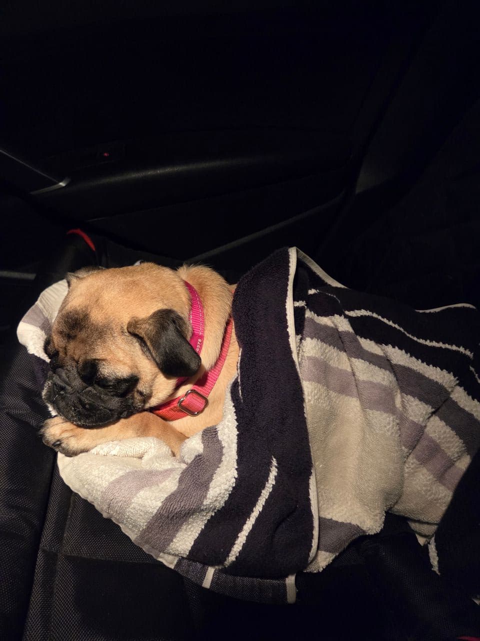 Pet travel photo 6