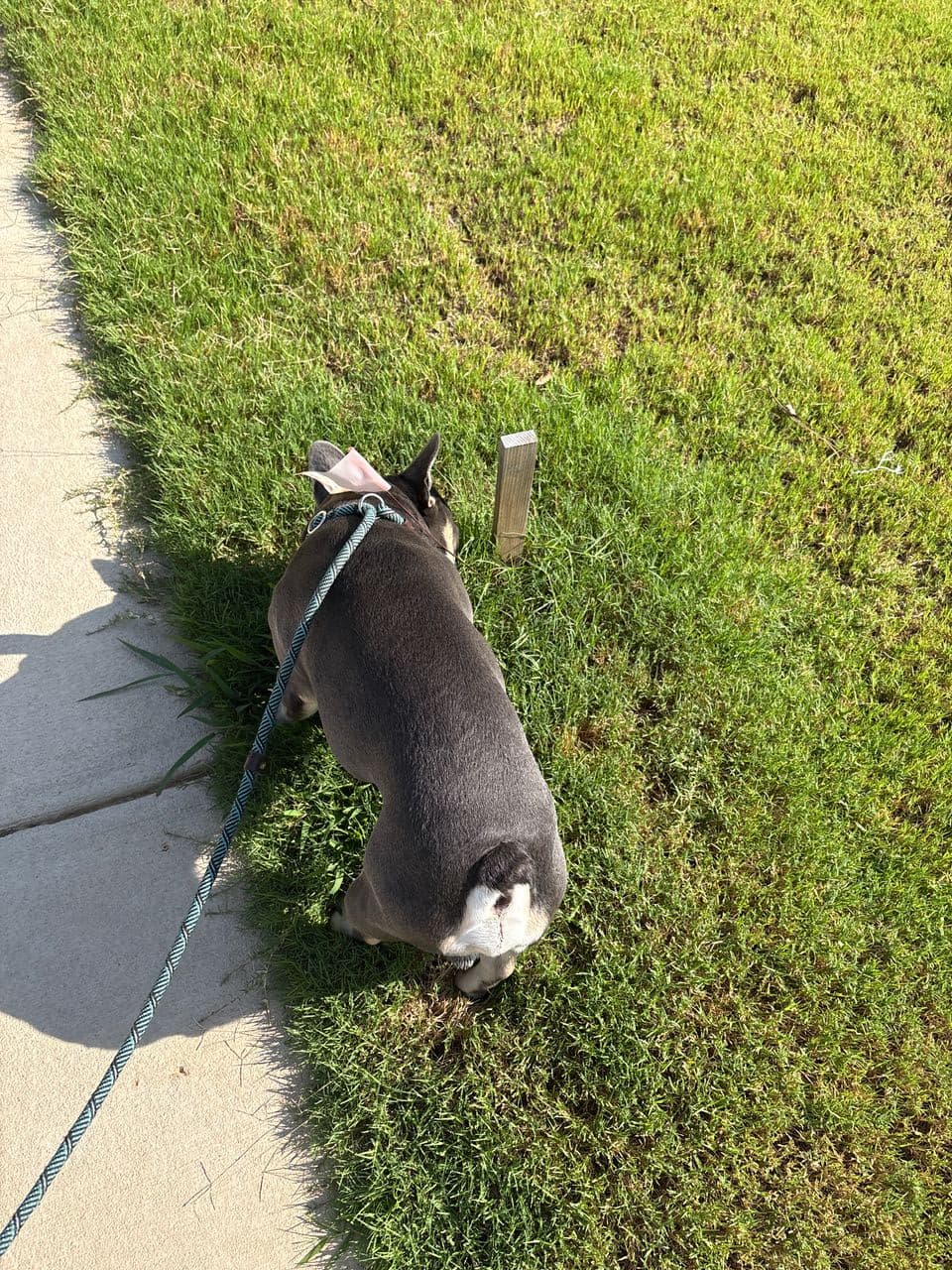 Pet travel photo 2