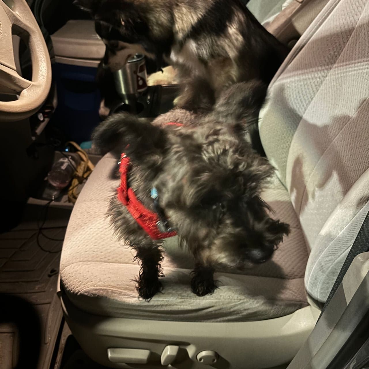 Pet travel photo 5