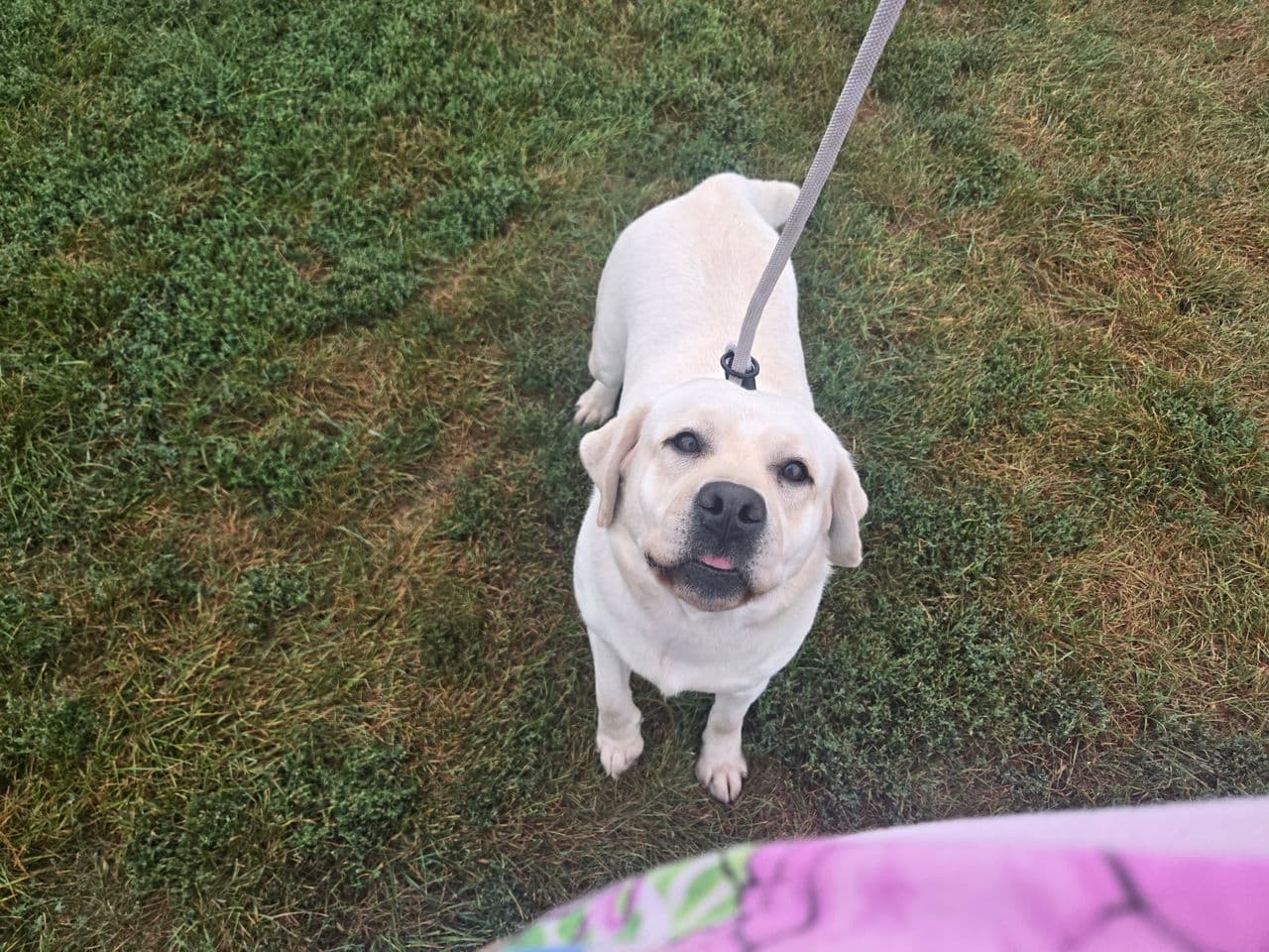 Pet travel photo 1