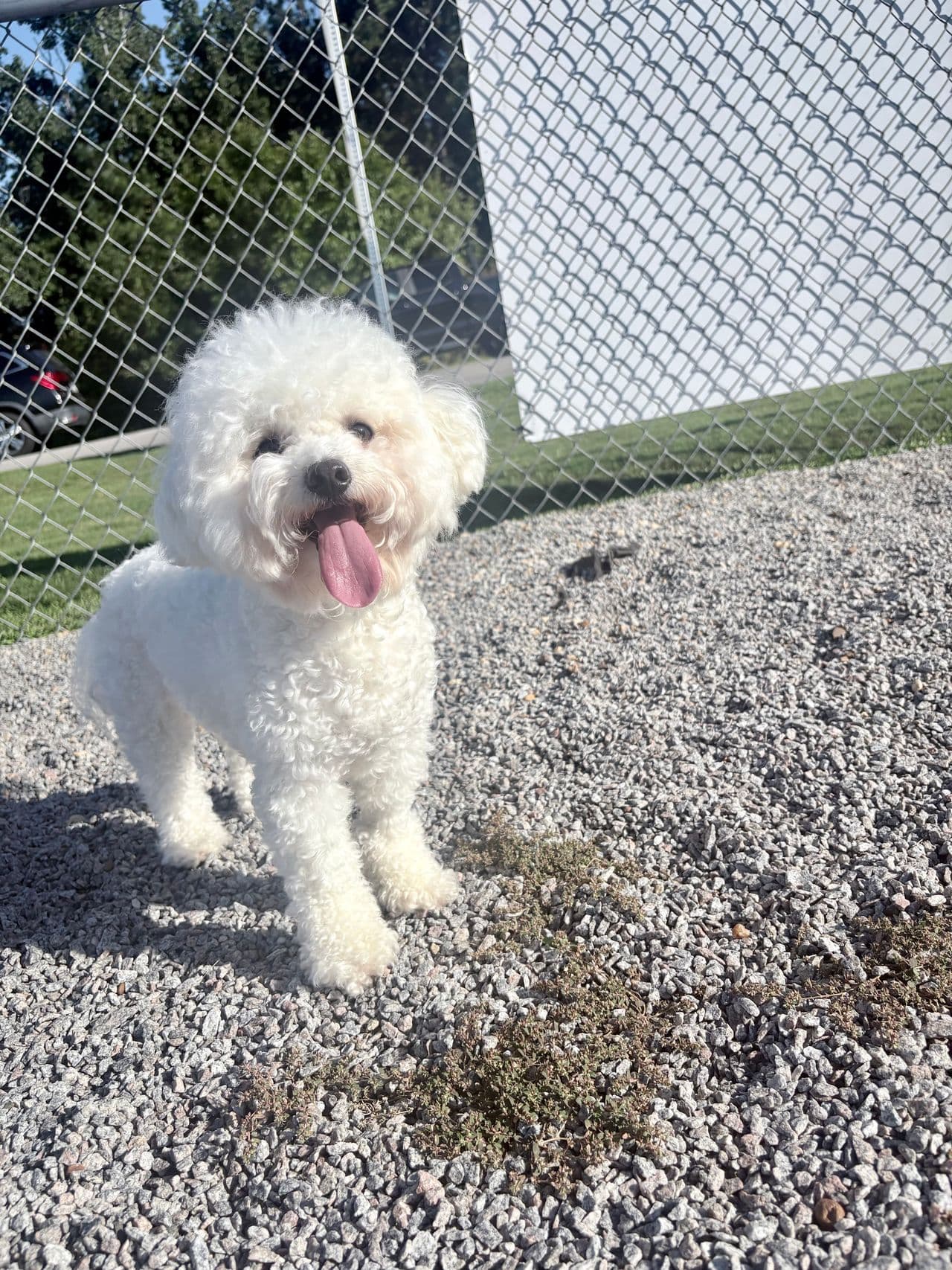 Pet travel photo 1