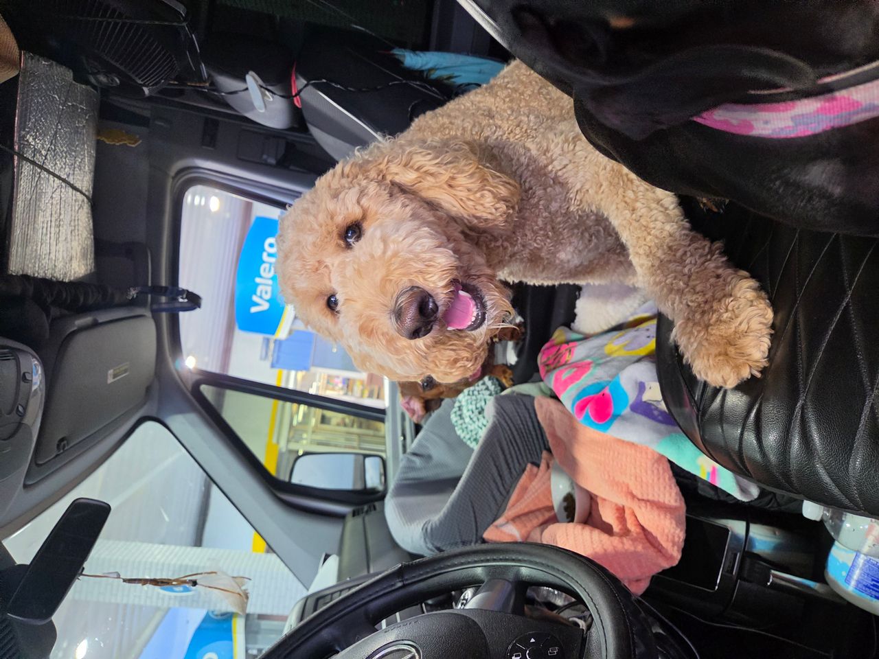 Pet travel photo 1