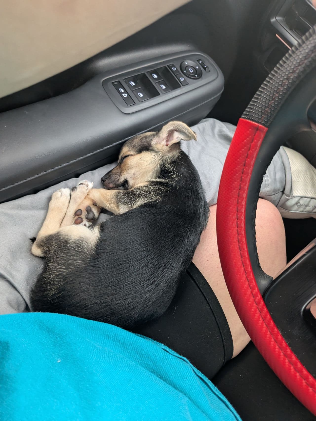Pet travel photo 2