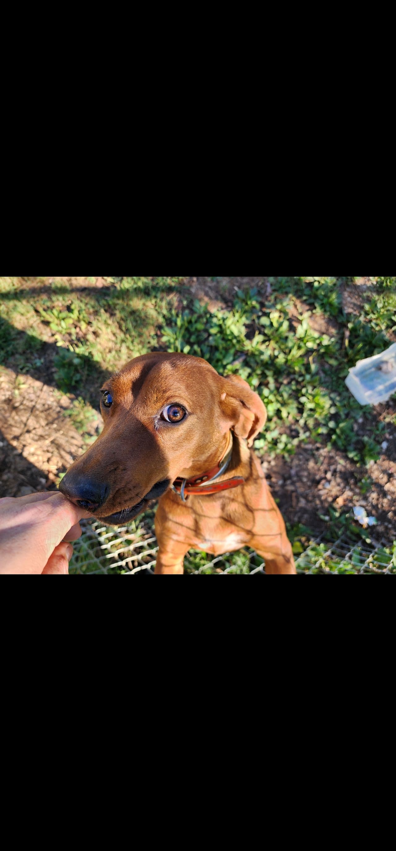 Pet travel photo 4