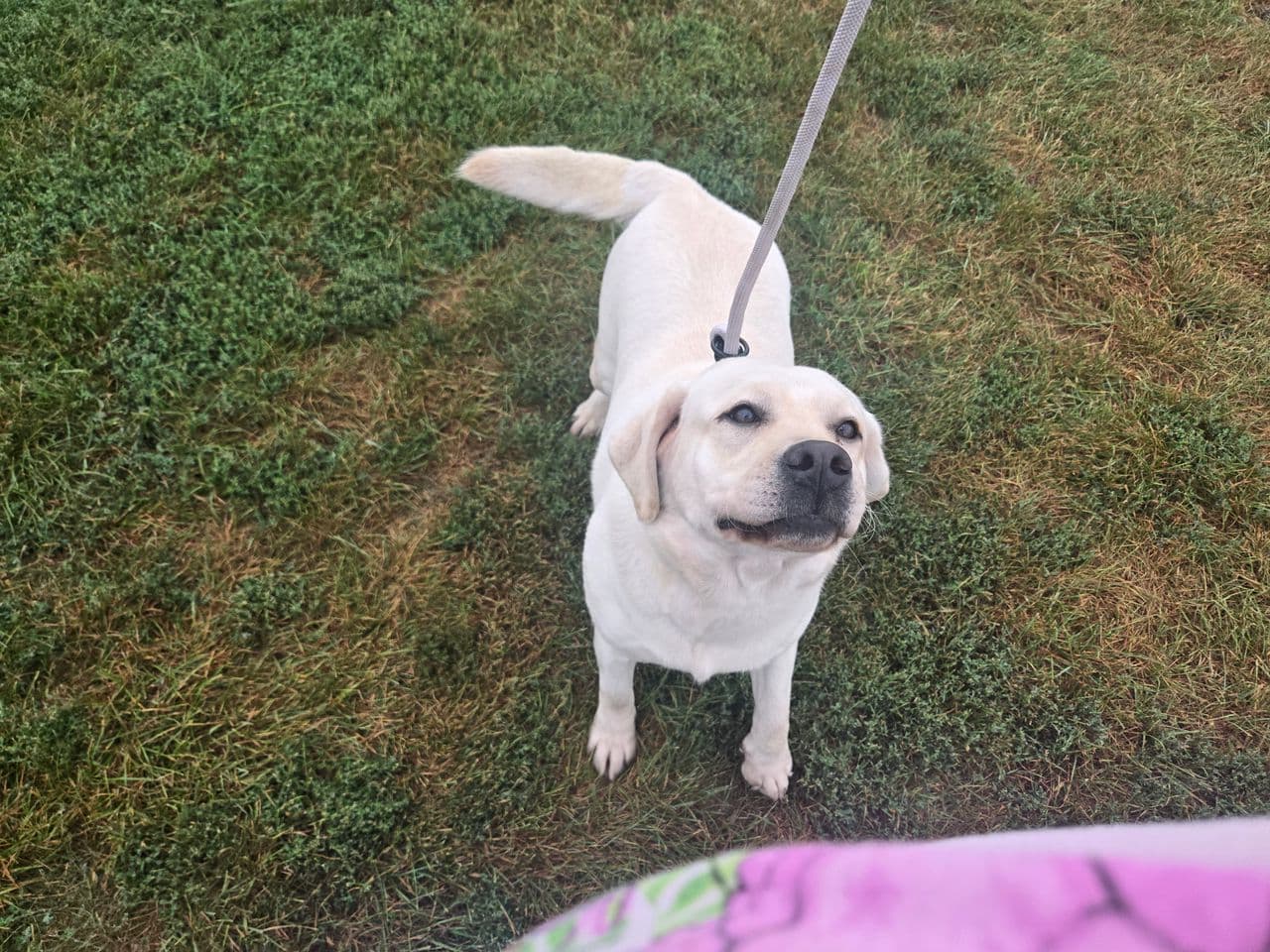 Pet travel photo 4