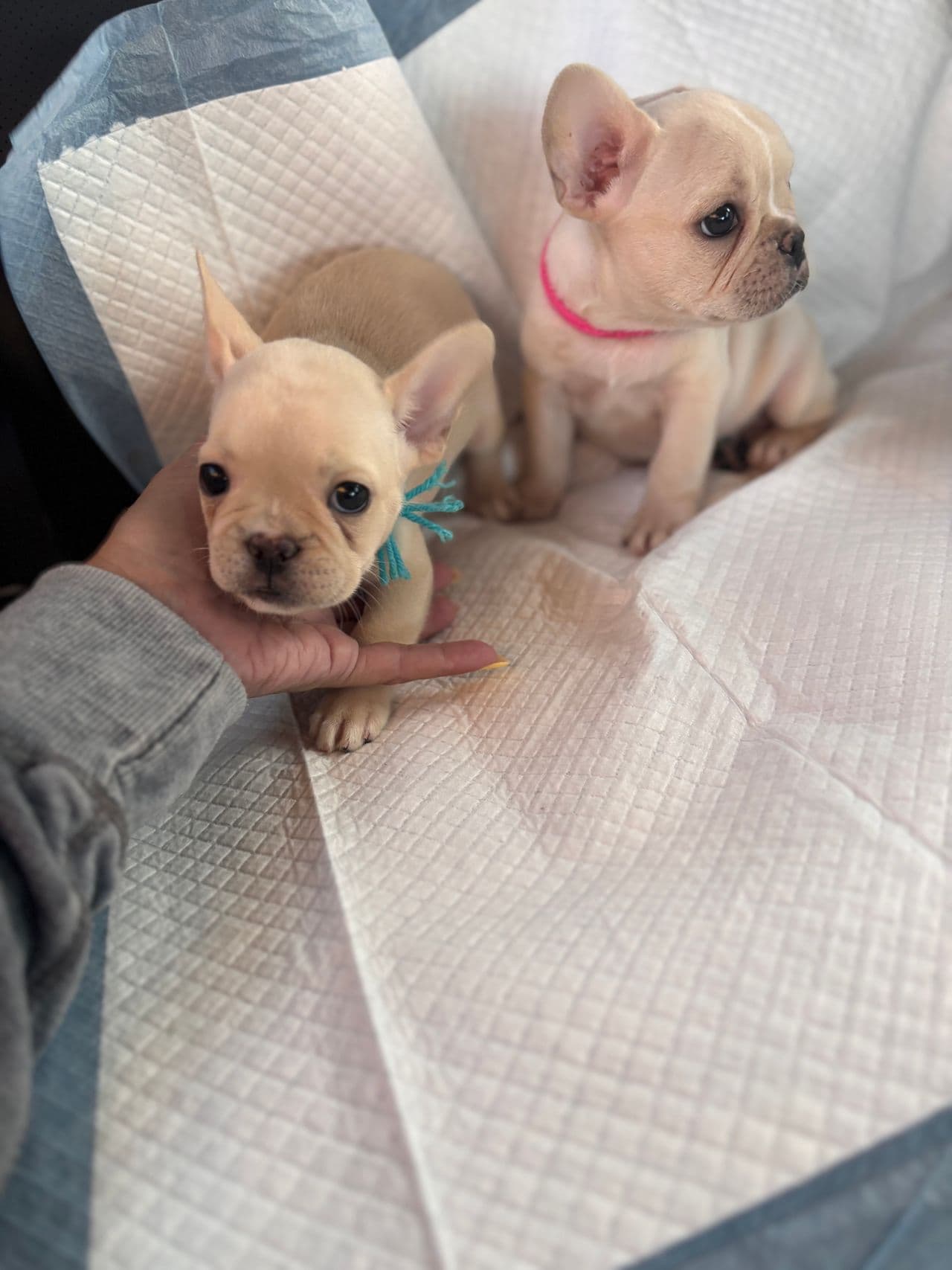 Pet travel photo 2