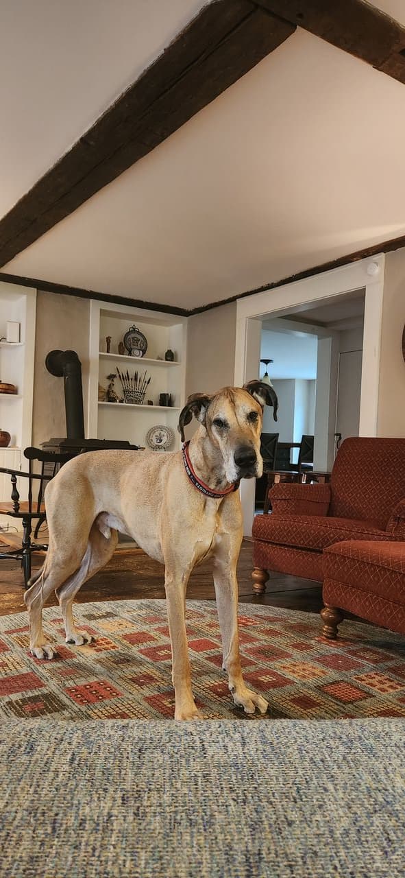 Pet travel photo 2